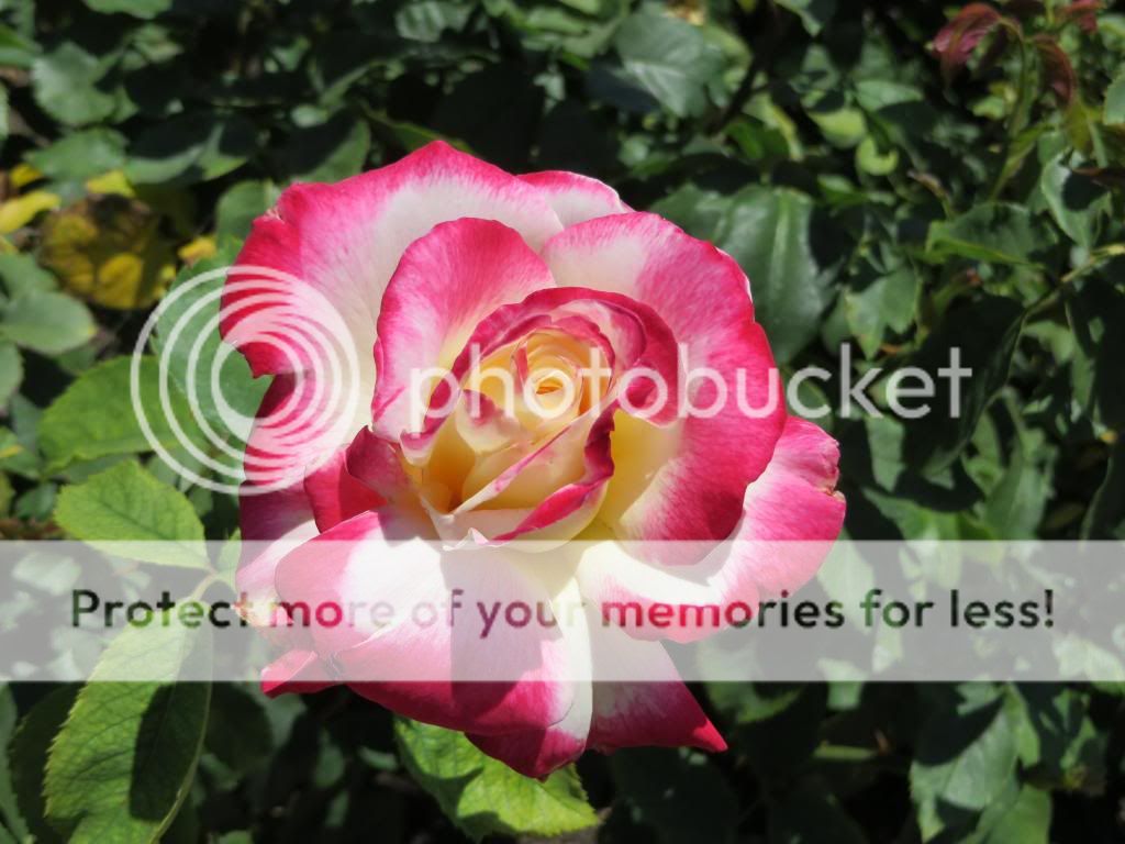 Double Delight photo IMG_0542_zps9ad0e572.jpg